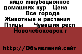 яйцо инкубационное домашних кур › Цена ­ 25 - Все города Животные и растения » Птицы   . Чувашия респ.,Новочебоксарск г.